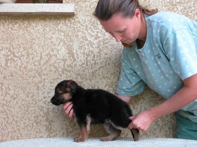 Premiers chiots de Carlo!