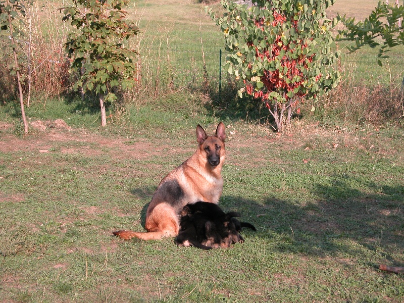Chiots de Carlo et Blucia nés le 2 septembre