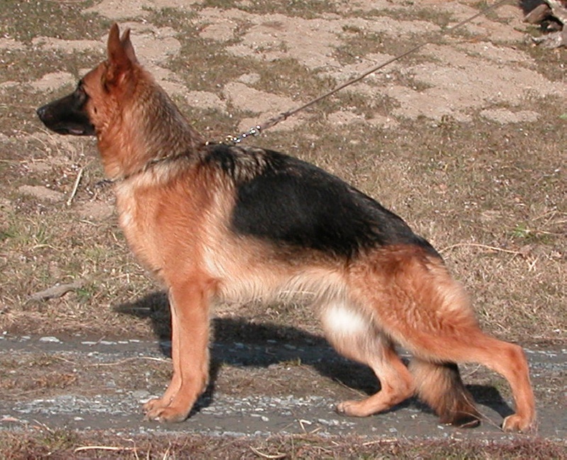 Fils et filles de Vischa de la vallée du taravo