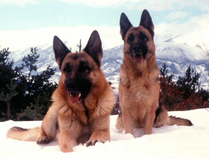 Nos chiens